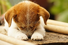 動物,的的,字段