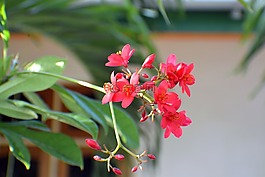 dharavandhoo,baa,马尔代夫