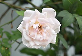 白玫瑰,玫瑰,花