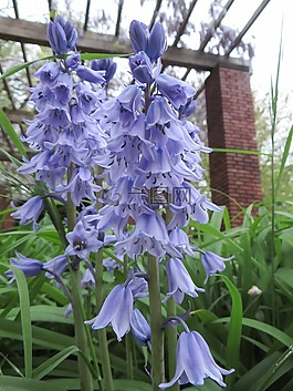 花,廠,性質(zhì)