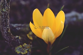 藏紅花,黃色,花