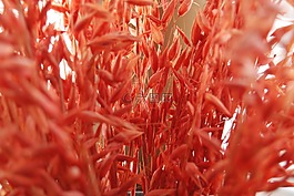 紅色,干花,雜草