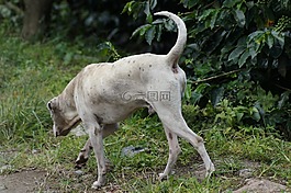 動物,的的,字段