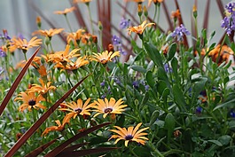 鮮花,開花,花園