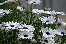 雛菊,白,開花