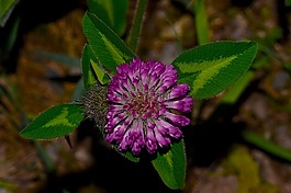 野生花卉,紫色,植物