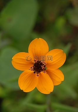 黃色的花區(qū)域,鮮花,野生