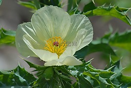 chicalote区域,鲜花,野生