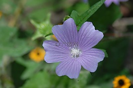 紫色的花區(qū)域,alache,野生