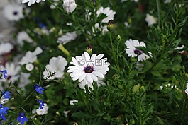 雛菊,白,鮮花