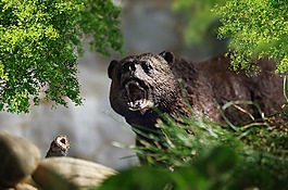 動物,玩具,靜物