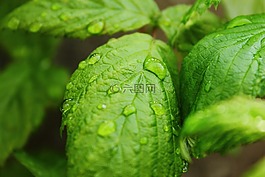 滴水滴,樹莓葉,綠色
