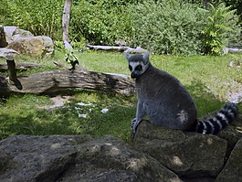 狐猴,德累斯頓動(dòng)物園,夏季