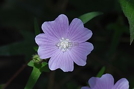 紫色的花區(qū)域,alache,野生