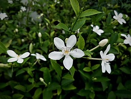 花,秋天的落葉,性質(zhì)