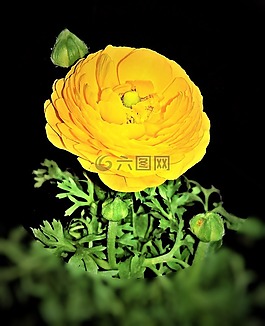 廠,毛茛屬植物,早布盧默