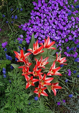 鮮花,水華,紅色