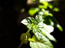 植物,綠色,黑