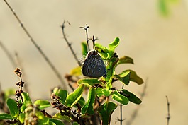 蝴蝶,昆蟲,偽裝