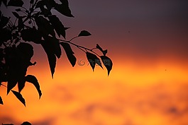 日落,葉子,黃昏