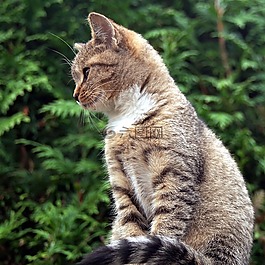 小猫,年轻,篱笆