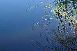 池塘,水,甘蔗