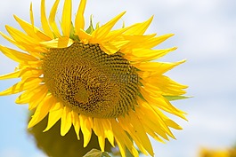 太陽,向日葵,花