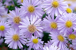 鮮花,紫,性質(zhì)