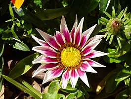 vaiagata,粉紅色,白