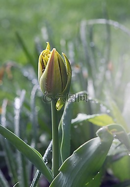 郁金香,花,開花
