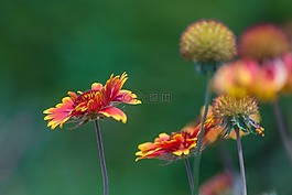 鮮花,花園,自然