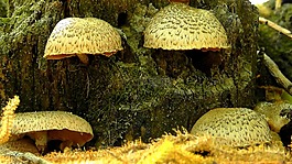 蘑菇,性質(zhì),森林