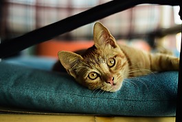 貓,動物,寵物