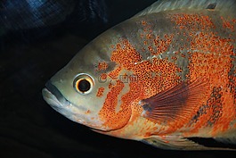 astronotus,魚,眼斑星麗