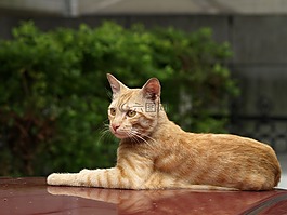 貓,車頂,休息