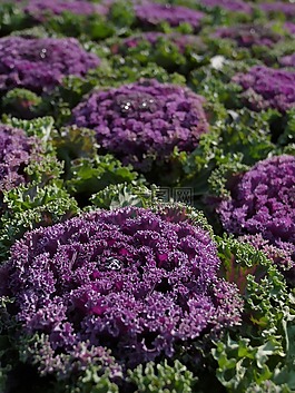 紫花菜,菜,花博