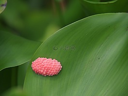 卵,福壽螺,粉紅