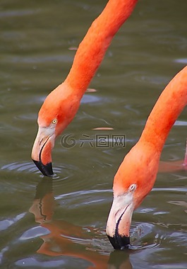 動(dòng)物,火烈鳥(niǎo),動(dòng)物園