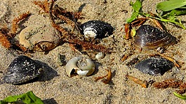 貽貝,漂流物,海灘