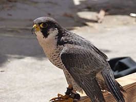 百富勤,獵鷹,鳥