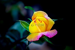 花,植物區(qū)系,自然