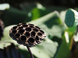 蓮篷,蓮,黑
