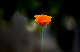 花,自然,植物區(qū)系