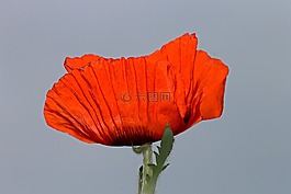 罌粟,罌粟花,klatschmohn