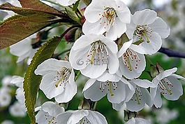 櫻花,樹花,鮮花