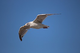 海鷗,動物,鳥