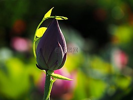 蓮花,束縛,綠葉