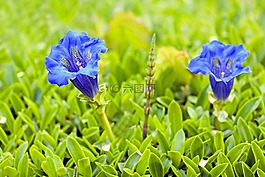 龍膽,花,開花