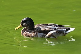 鴨,水禽,鳥