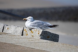 海鸥,norderney,海滩